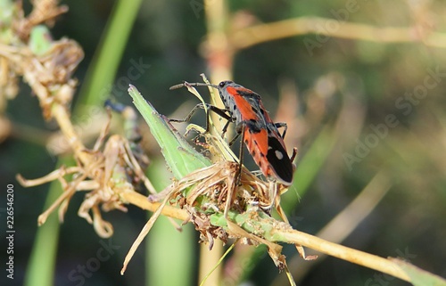 Pyrrhocoris apterus beetle on plant in the garden, closeup 
