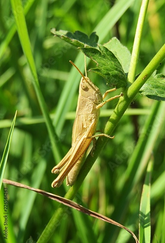 Beautiful yellow grasshopper on green grass in the meadow, natural landscape