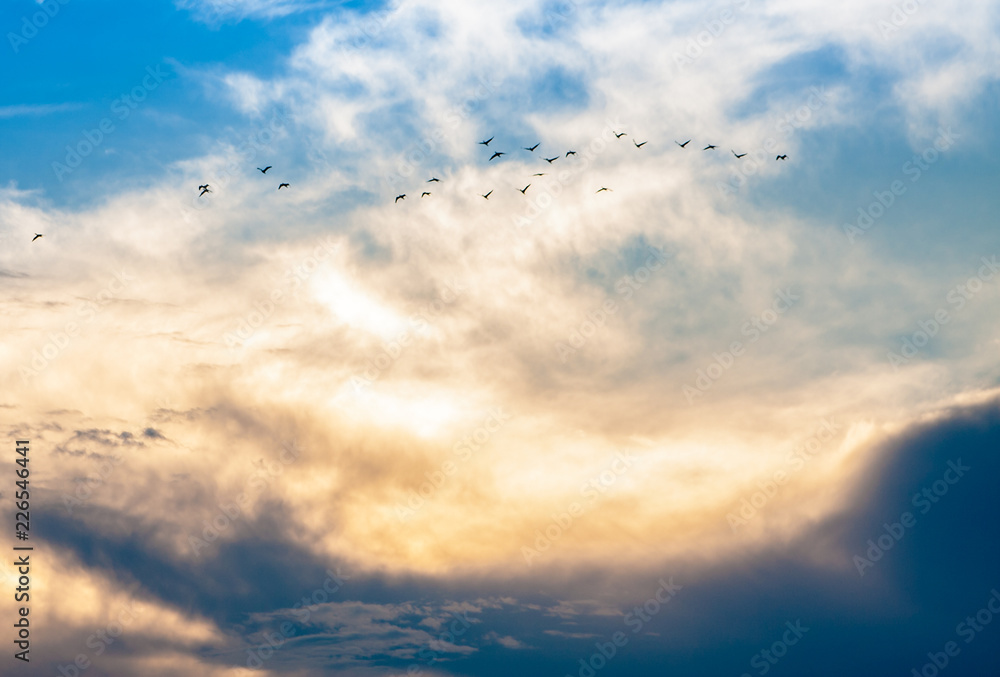 flock of birds on the background of clouds