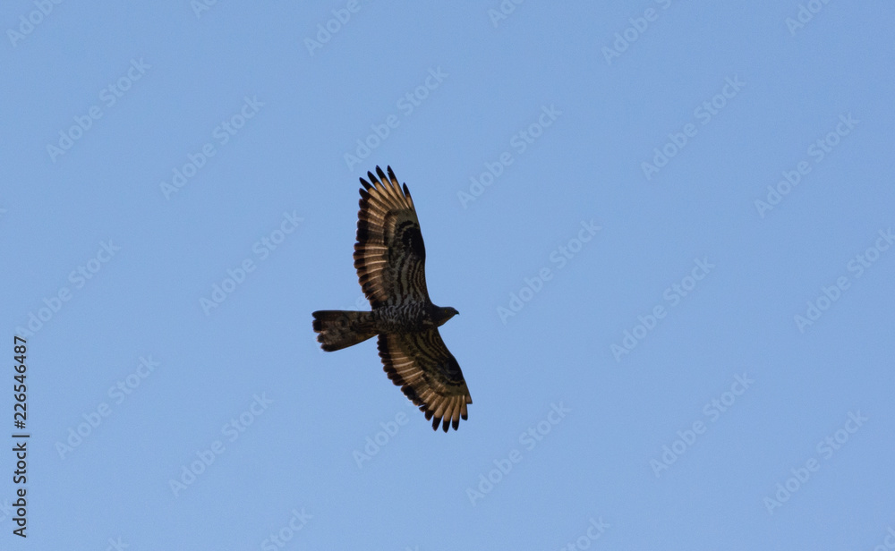 The red-footed Falcon in flight The red-footed Falcon in flight
