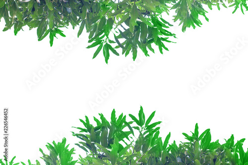 Green leaf on white background isolated.