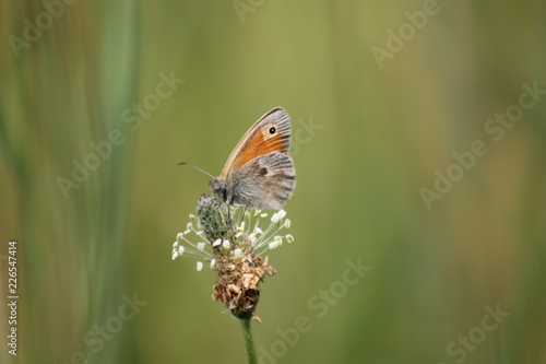 Schmetterling 