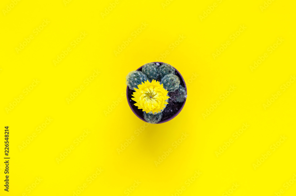 Bright photo of small cactus with blooming flower on isolated yellow surface. Background with text space. Succulent plant in tiny pot. Minimalist funny home decor style. Top view, mock up style Bright photo of small cactus with blooming flower on isolated yellow surface. Background with text space. Succulent plant in tiny pot. Minimalist funny home decor style. Top view, mock up style
