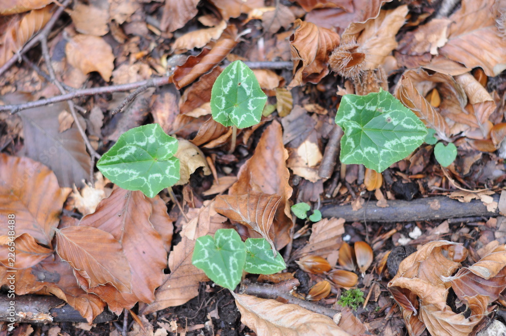 ivy in the dried leaves ivy in the dried leaves