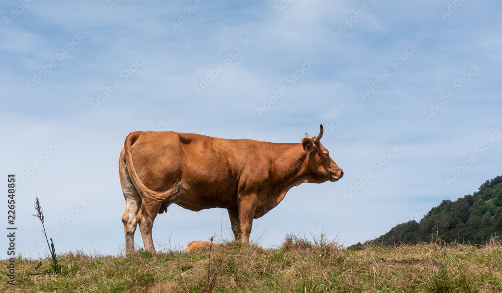 brown cow grazing in the pasture in mountain