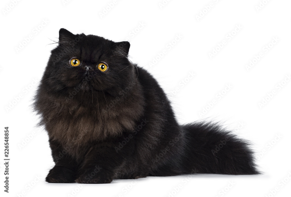 Excellent deep black Persian cat kitten sitting side ways looking beside camera with big round yellow eyes, isolated on a white background