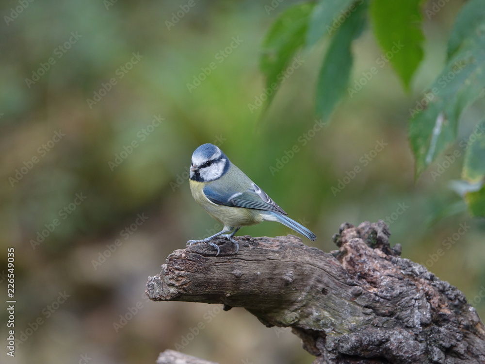 Fototapeta premium Blue tit (Cyanistes caeruleus)