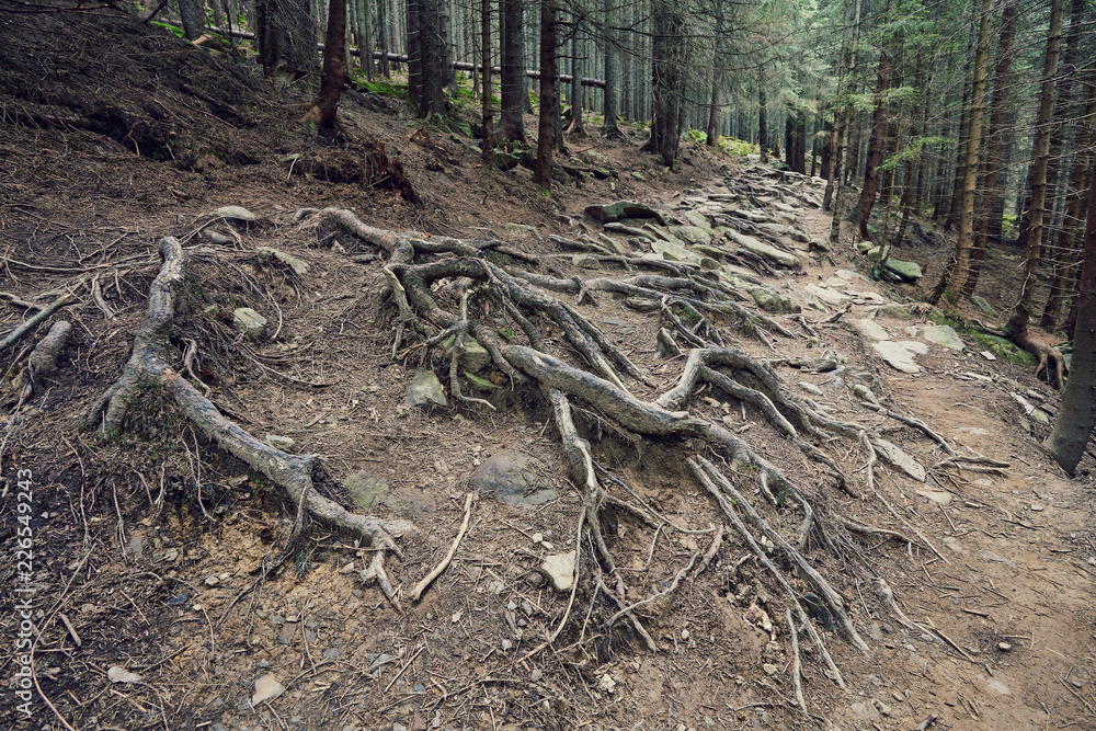 road in a coniferous forest in the mountains road in a coniferous forest in the mountains