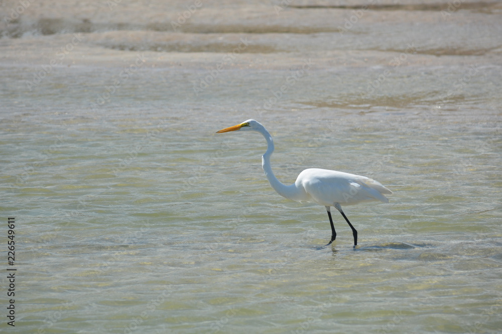 Great White Haron, Vilano Inlet, Florida
Great White Haron, Vilano Inlet, Florida
