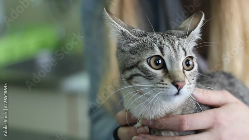 owner petting frightened cat at veterinarians