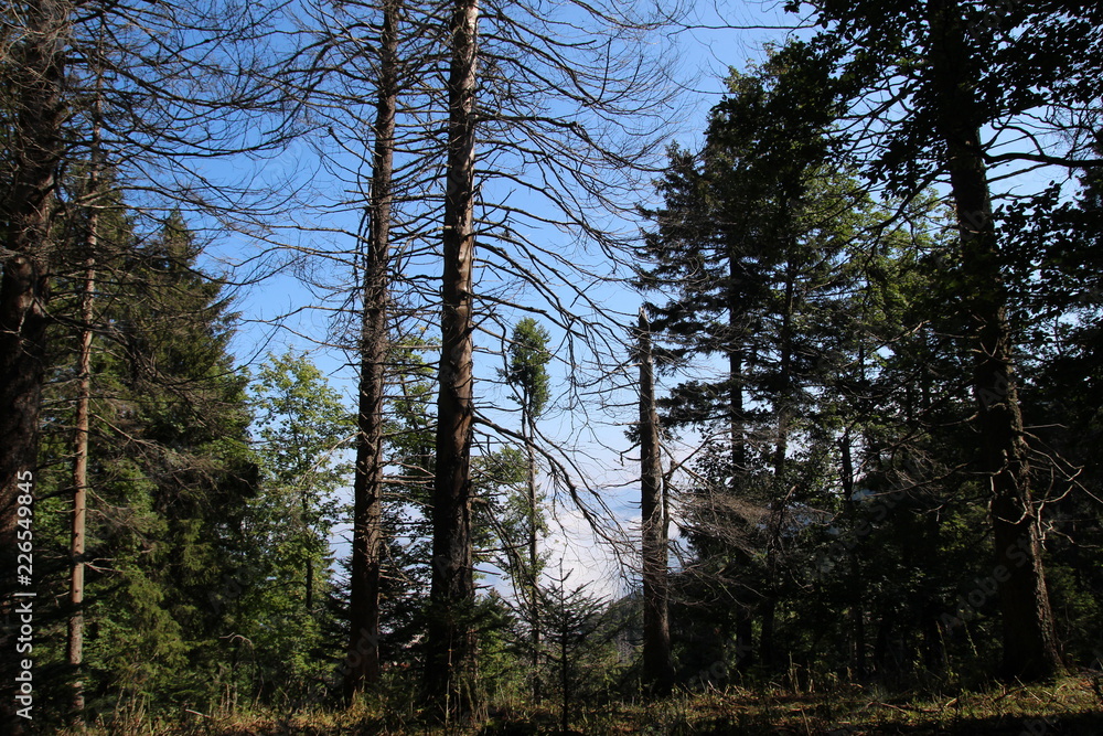 Fototapeta premium Forêt de résineux