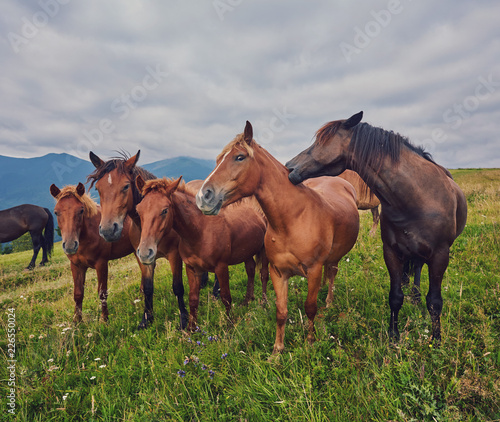 herd of horses is grazed