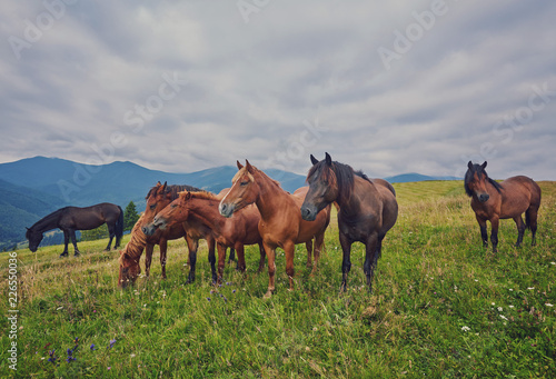 Horses  feeding on grass at high-land pasture at Carpathian Mountains