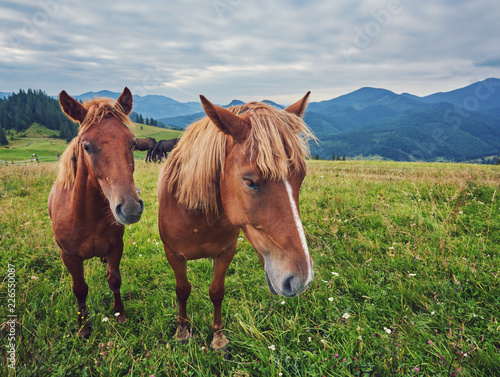 Horses in mountain valley. © Ryzhkov Oleksandr