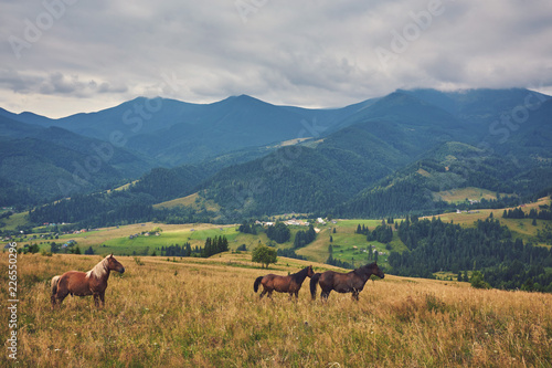 Horses in mountain valley.