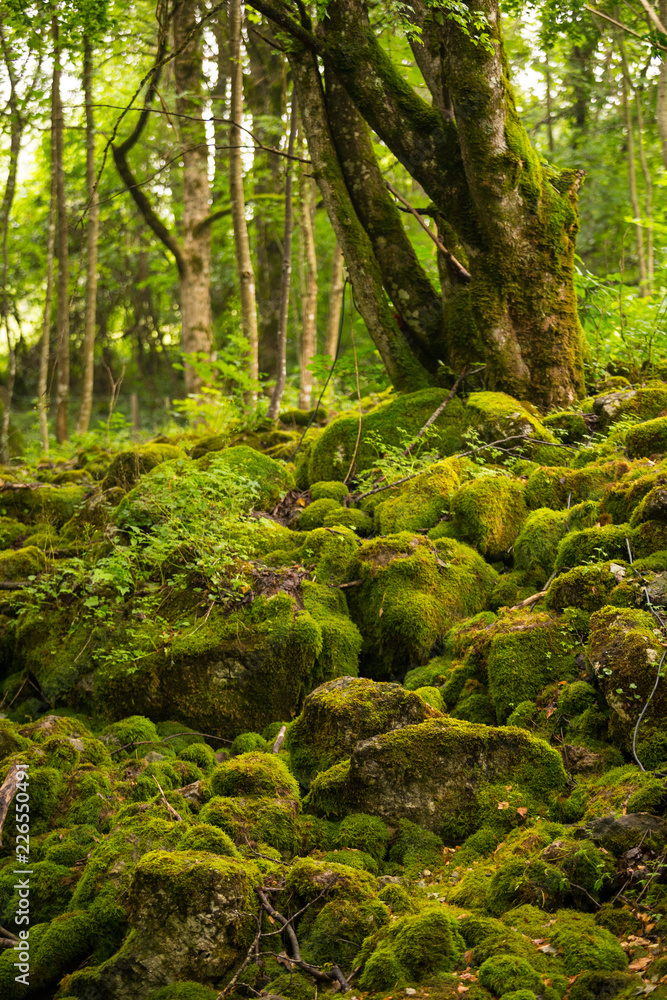 Obraz premium Mossy boulders