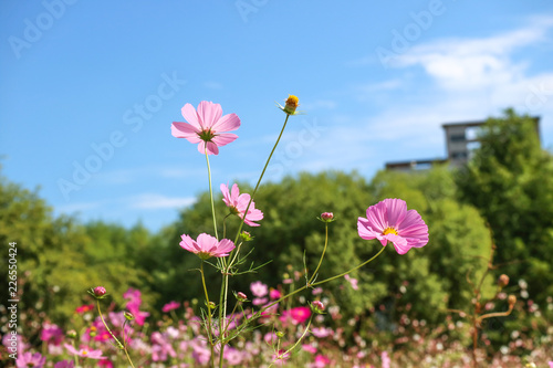 autumn flowers Beautiful Autumn Cosmos Cosmos Fall Autumn Landscape