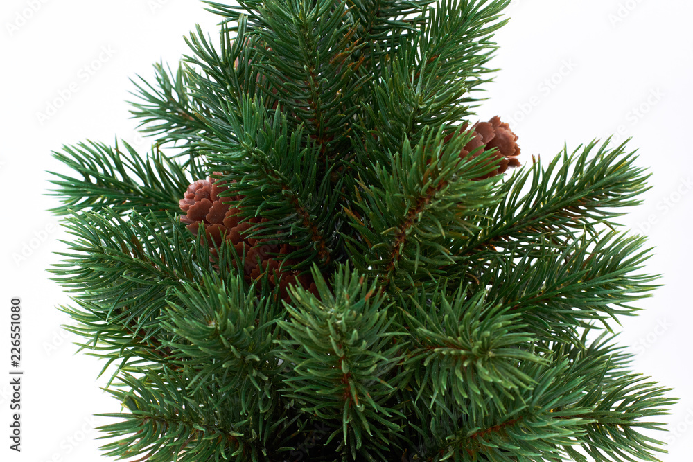 Close up Christmas tree with cones. Green Christmas pine with cones on white background close up. Symbol of New Year and Christmas.
