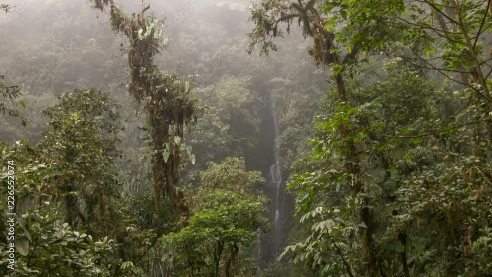 Interior of very humid cloud forest with a waterfall in background. Trees are festooned with epiphytes, moss and large leaved vines family Araceae. On western slopes of the Andes near Mindo, Ecuador Interior of very humid cloud forest with a waterfall in background. Trees are festooned with epiphytes, moss and large leaved vines family Araceae. On western slopes of the Andes near Mindo, Ecuador