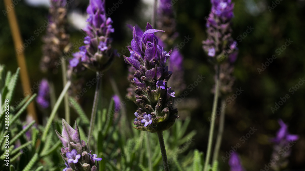 Obraz premium Lavander
