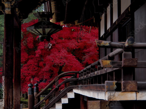 日本の紅葉