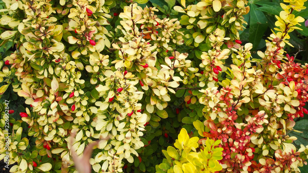 Fototapeta premium Beautiful barberry in the fall in the garden.