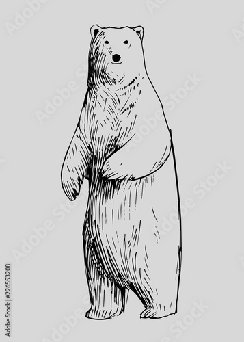 Sketch of polar bear. Hand drawn illustration converted to vector