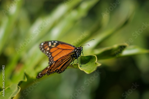 butterfly in nature closeup, Monarch butterfly © hanohiki
