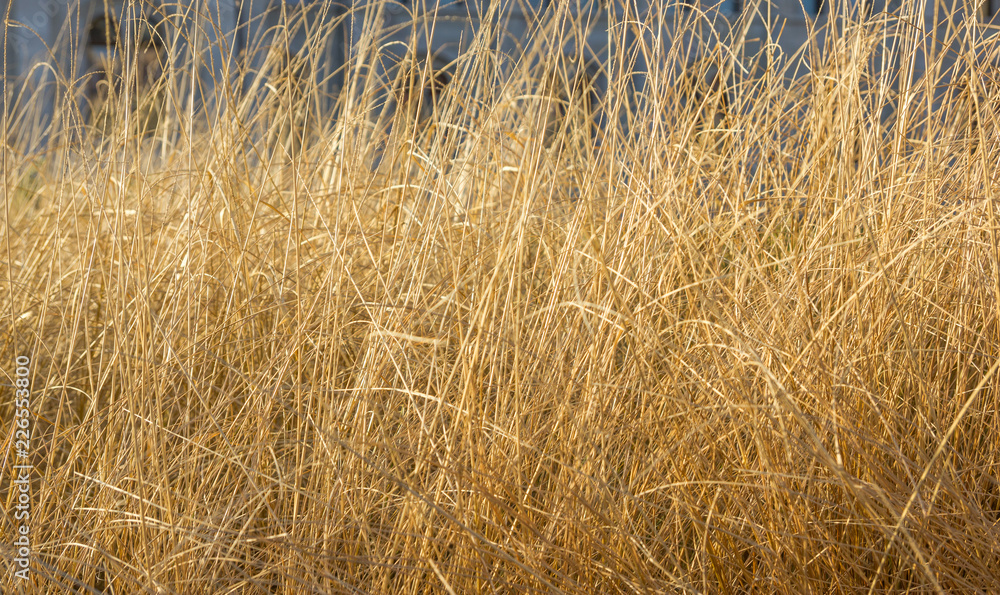 Fototapeta premium yellow corn grass pattern