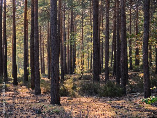 Herbstwald