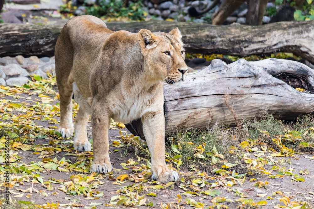 Naklejka premium Young Asian lioness