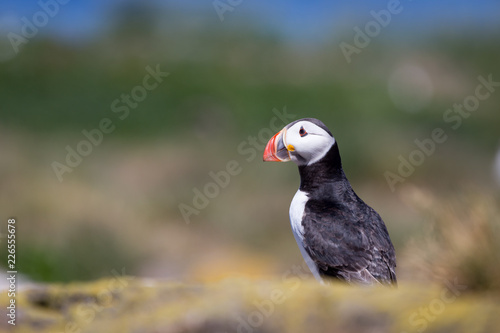 Puffin on Farne Islands © andy