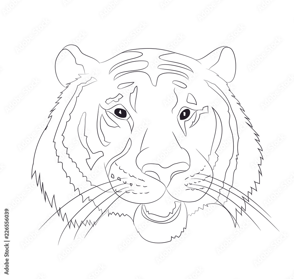 portrait of tiger lines, vector