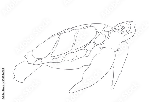 turtle swims drawing lines, vector