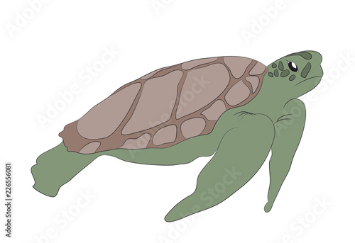 green turtle swim drawing, vector