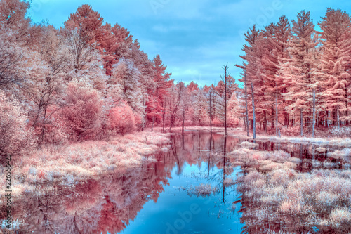 Autumn Foliage and Marsh in Northwestern Wisconsin in Infrared Color