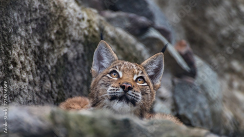 Lynx cub