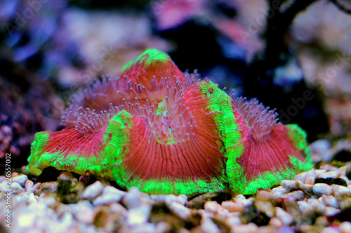 Colorful open brain LPS coral in saltwater aquarium photo