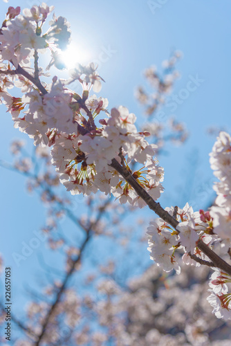 Sakura Cherry blossom in spring season at Tokyo, Japan. photo