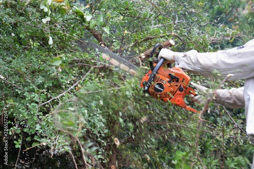 Foto Tree cutting for housing land development