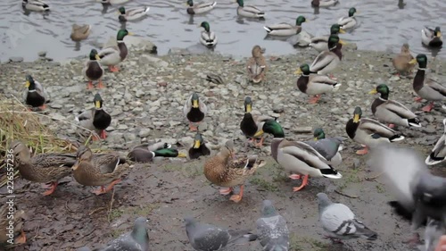 Feeding ducks on the coast of river A lot of birds on pond shore Outdoors vacation photo