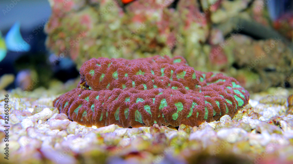 Obraz premium Favites - open brain sp. LPS coral