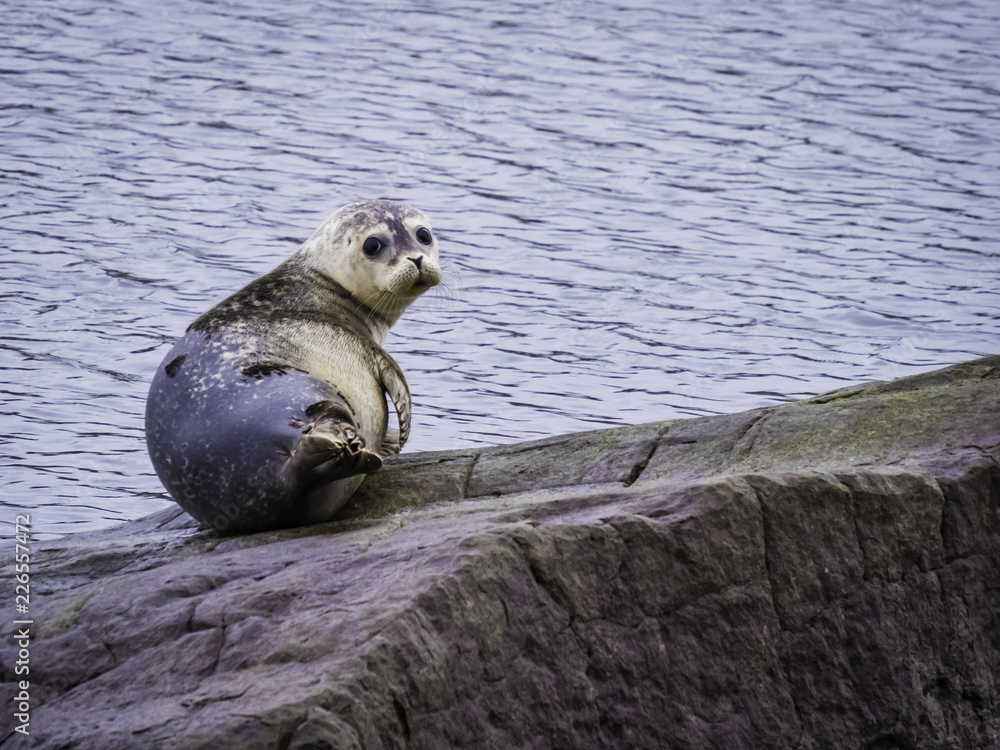 Seal colony in Ytri Tunga in Eastern Iceland
