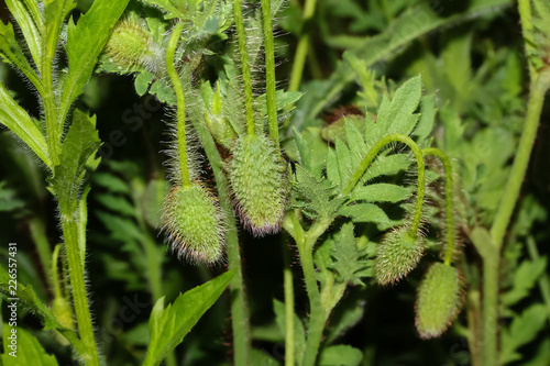 Fototapeta Naklejka Na Ścianę i Meble -  Knospen der Mohnblume, Papaver rhoeas
