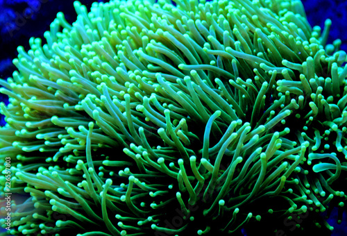 Euphyllia Torch lps coral in reef aquarium