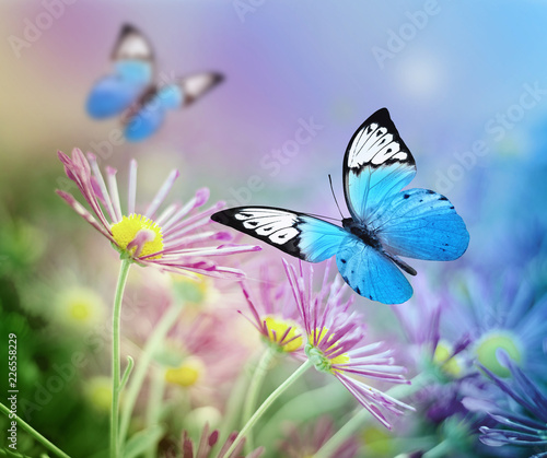 Beautiful blue butterfly and pink flowers. Summer and spring background © Belight