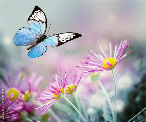 Beautiful blue butterfly and pink flowers. Summer and spring background