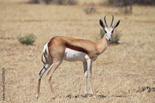 Impala dans la savane africaine © Nadge