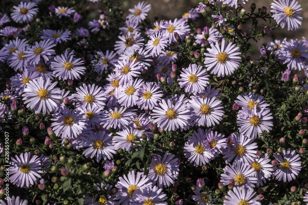 Alpine Aster (Aster alpinus) . Decorative garden plant with purple flowers. Beautiful perennial plant for rock garden. Field of pink flowers of rose Alpine Rock Aster. Autumn flowers Alpine Aster (Aster alpinus) . Decorative garden plant with purple flowers. Beautiful perennial plant for rock garden. Field of pink flowers of rose Alpine Rock Aster. Autumn flowers