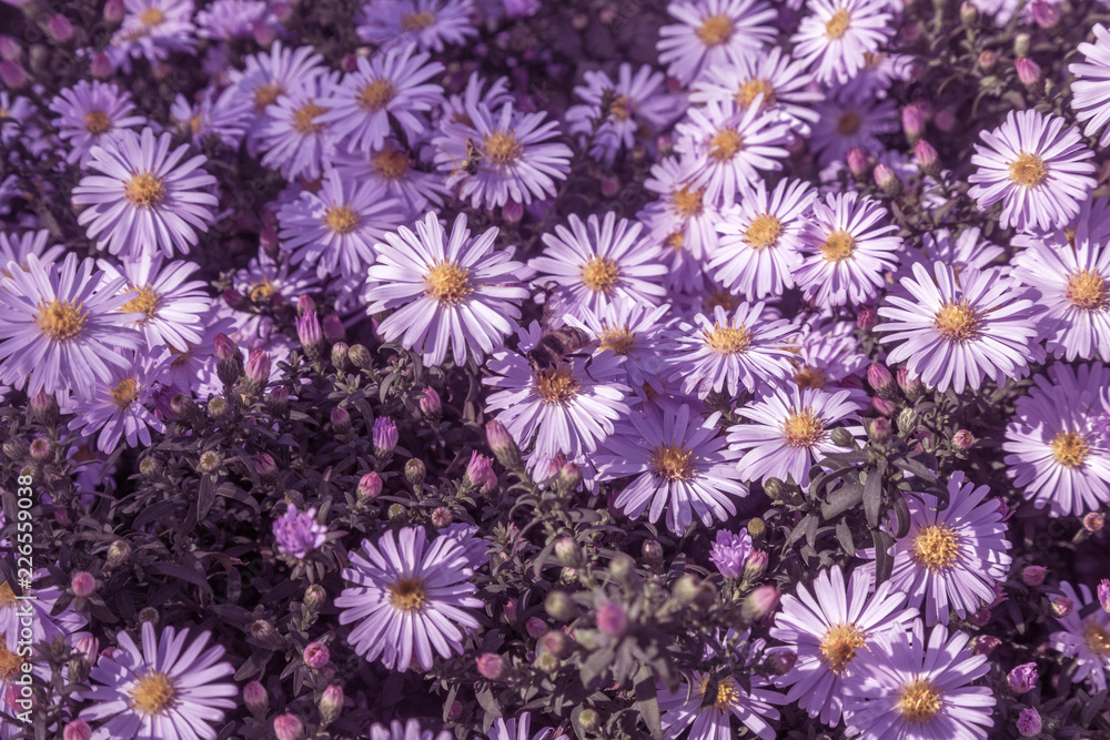 Alpine Aster (Aster alpinus) . Decorative garden plant with purple flowers. Beautiful perennial plant for rock garden. Field of pink flowers of rose Alpine Rock Aster. Autumn flowers Alpine Aster (Aster alpinus) . Decorative garden plant with purple flowers. Beautiful perennial plant for rock garden. Field of pink flowers of rose Alpine Rock Aster. Autumn flowers